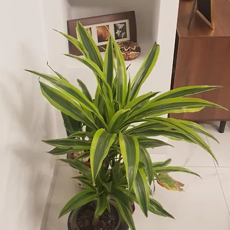 Away From * Mellieħa