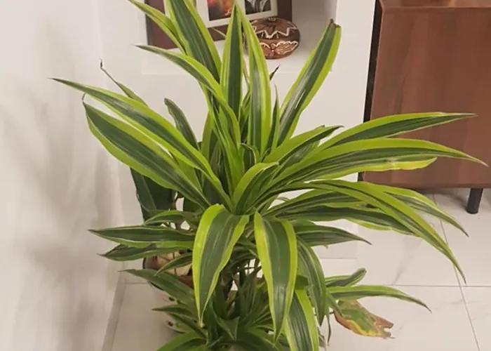 Away From * 梅利哈